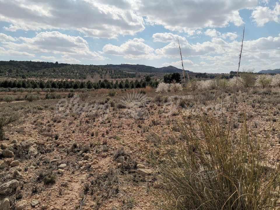 Helårsgrund i Caudete, Albacete - foto 4